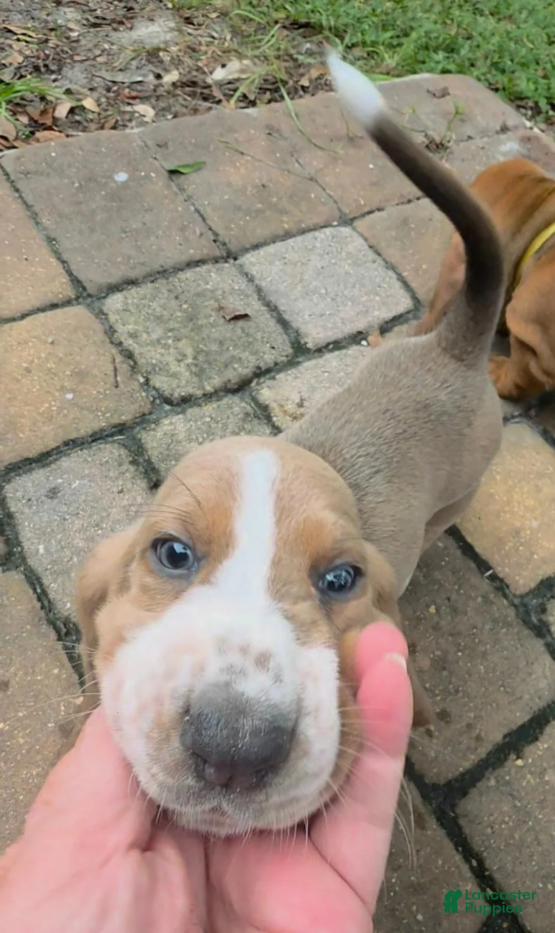 Basset Hound dogs for sale: 🩷 READY NOW pink collar  - Ad 2
