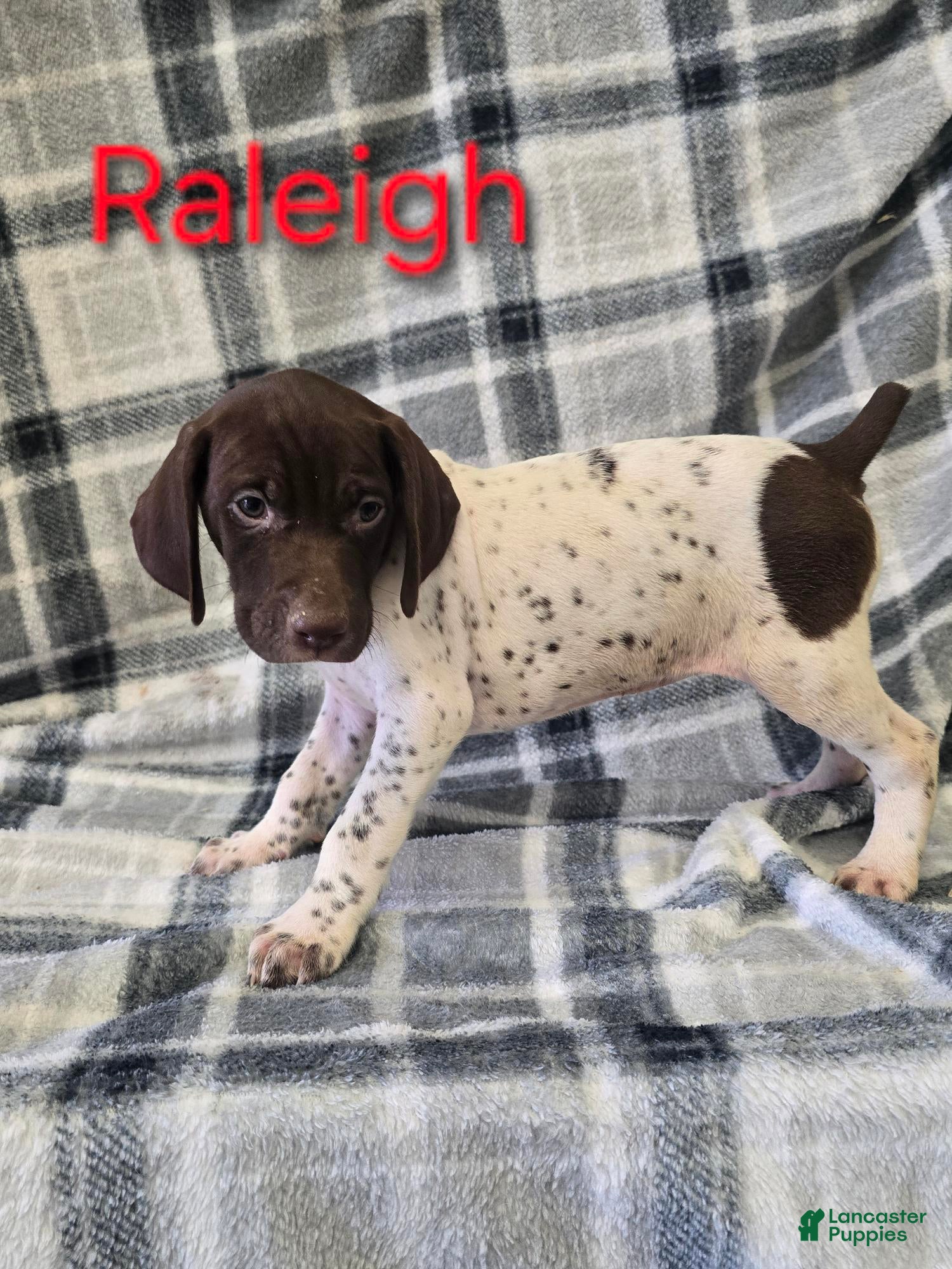 German Shorthaired Pointer dogs RALEIGH - Ad 9