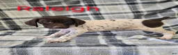 German Shorthaired Pointer dogs for sale: RALEIGH - Ad 1