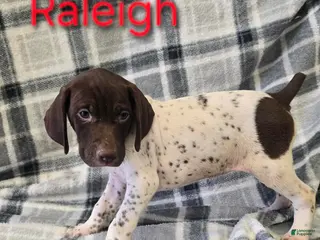 German Shorthaired Pointer dogs RALEIGH - Ad 9