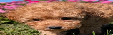 Toy Poodle 4