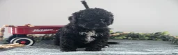 Mixed Breed dogs for sale: Blackie - Ad 1