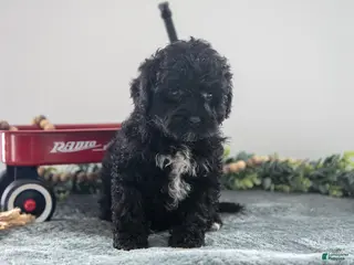 Mixed Breed dogs Blackie - Ad 13