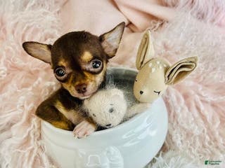 Chihuahua dogs Chihuahua Puppy 1 - Ad 7