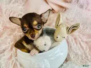 Chihuahua dogs Chihuahua Puppy 1 - Ad 1