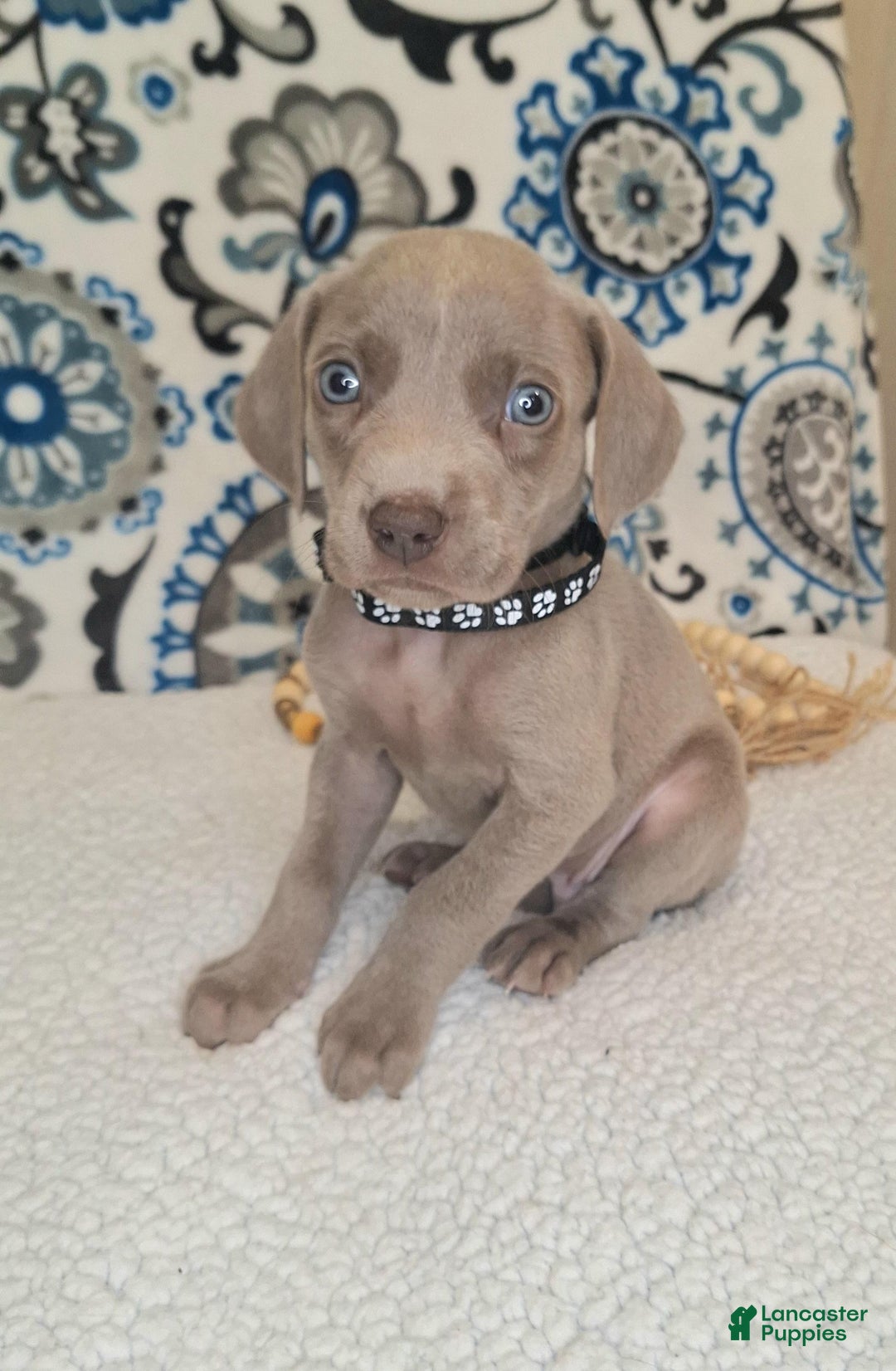 Weimaraner dogs for sale: Diamond - Ad 19