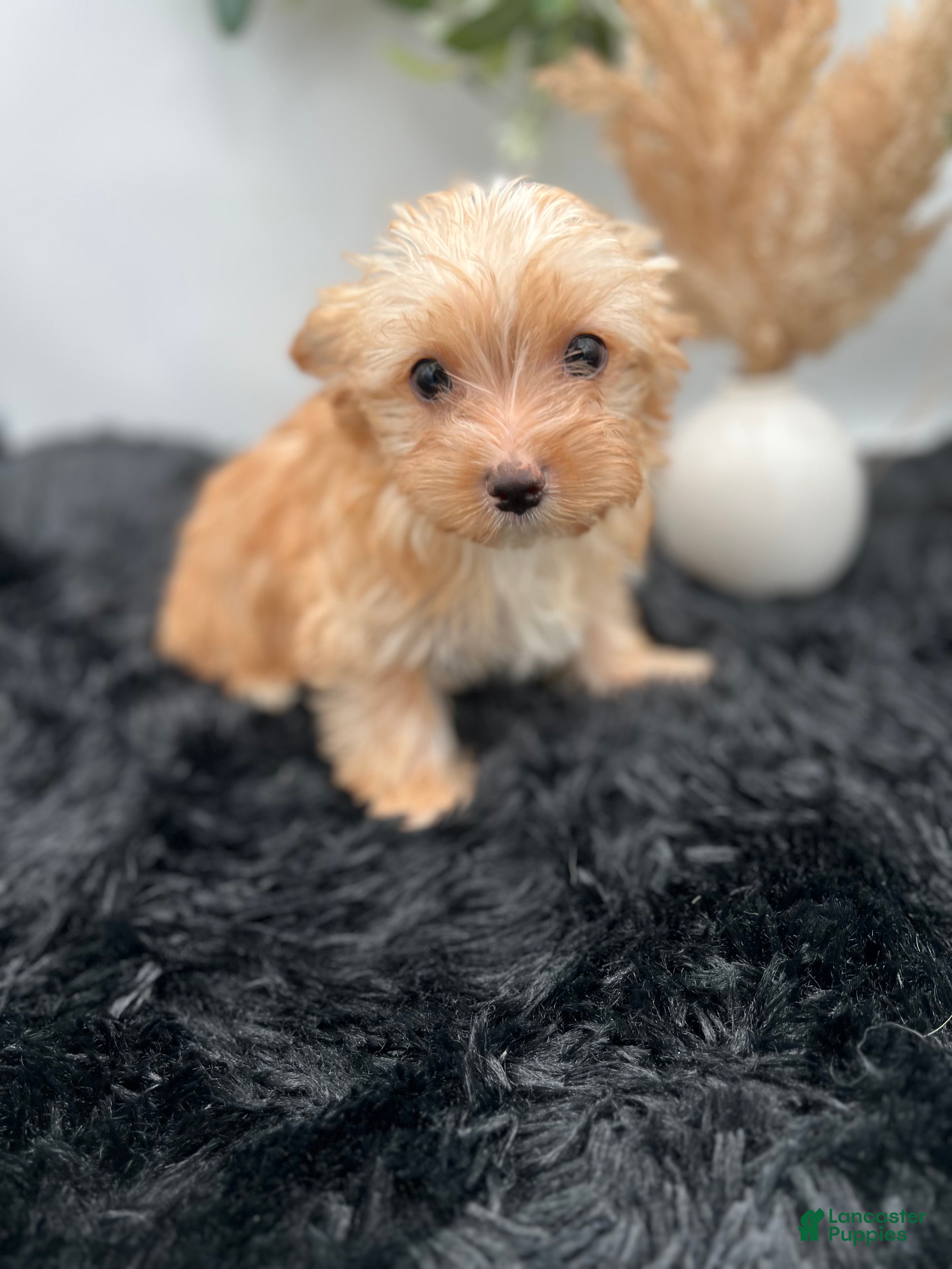 Yorkshire Terrier dogs Little Jake rare Golddust Yorkie $2000 - Ad 1
