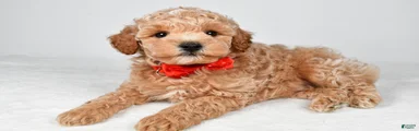 Benny