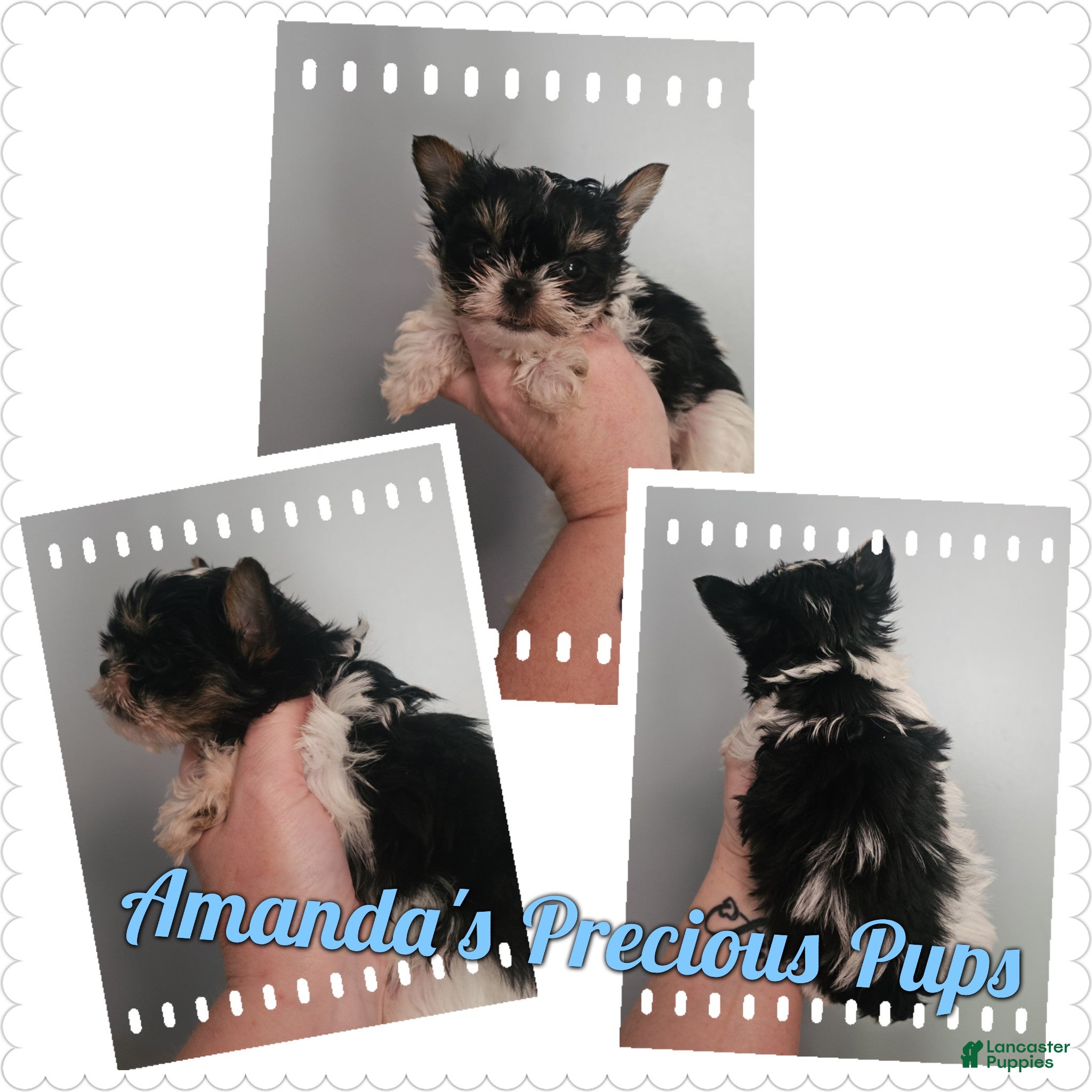 Yorkshire Terrier dogs Yorkshire Terrier Puppy 1 - Ad 1