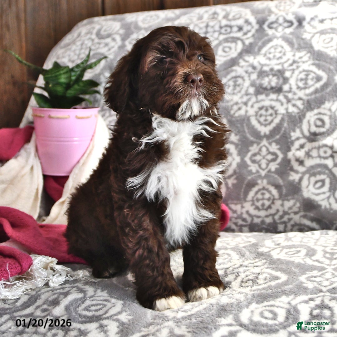 Portuguese Water Dog dogs for sale: Dime - Ad 5