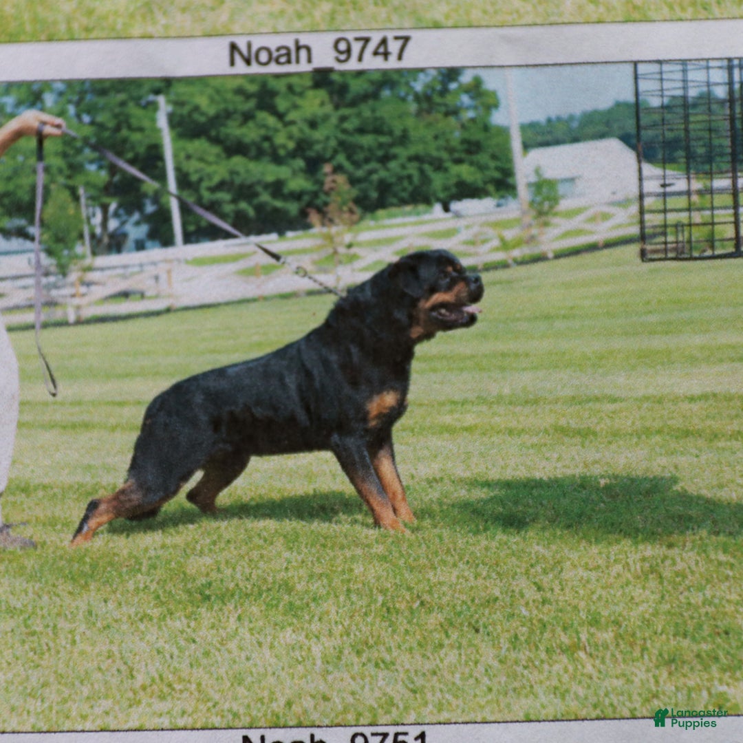 Rottweiler dogs for sale: Gracie - Ad 7