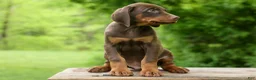 Doberman Pinscher dogs for sale: Dash (Red Rust) 🐶 - Ad 11