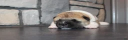 Akita dogs for sale: AKC Piper - Ad 7