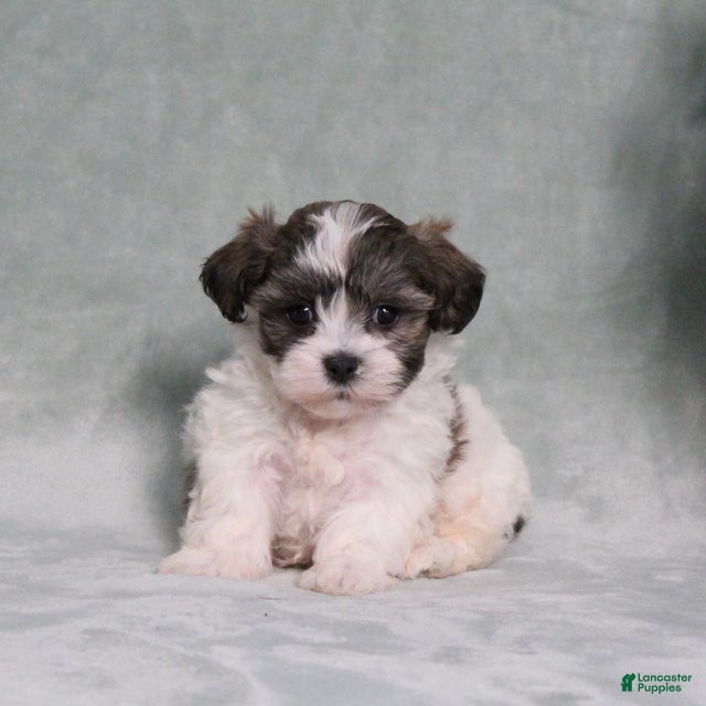 Teddy Bear dogs Dumbo - Ad 1