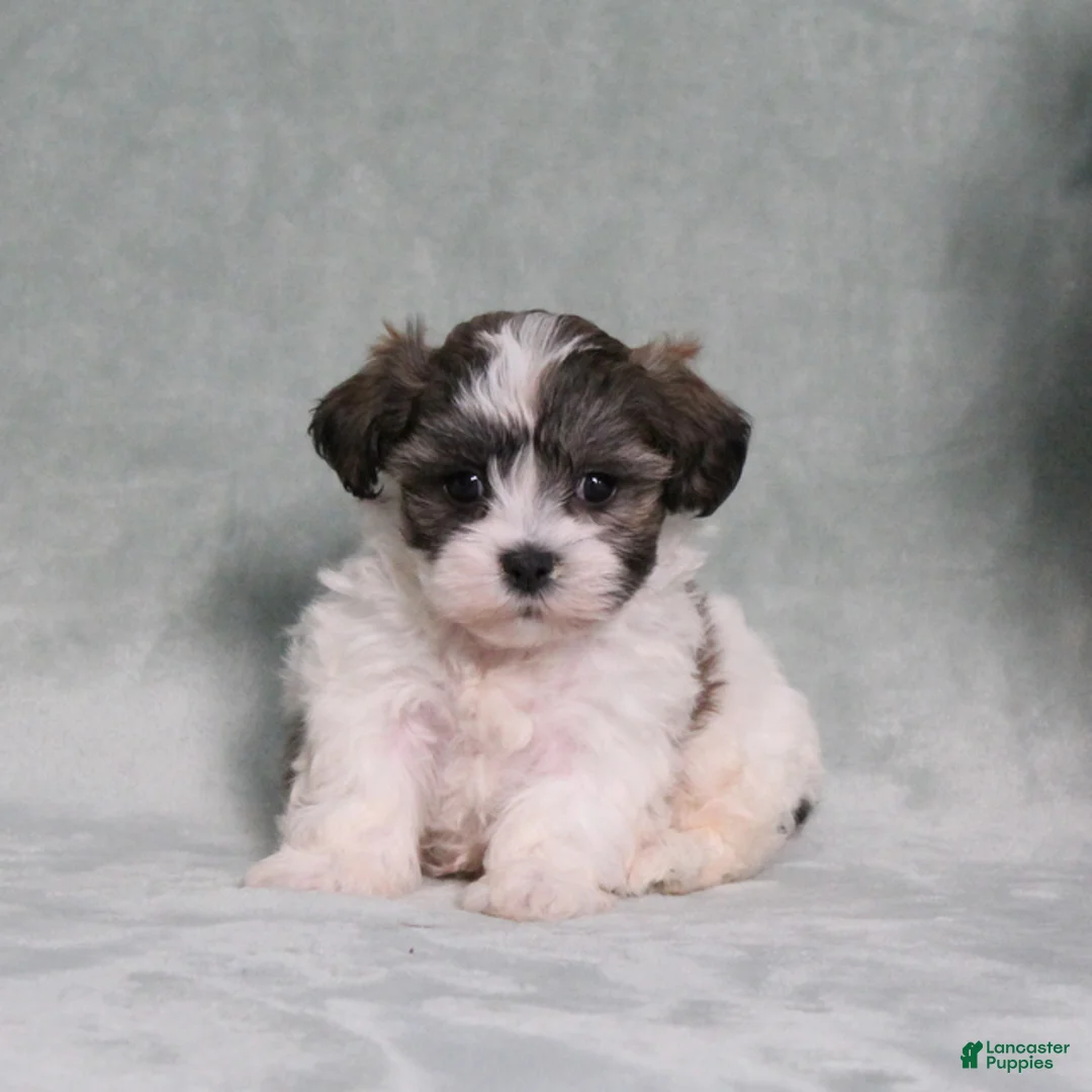 Teddy Bear dogs for sale: Dumbo - Ad 1