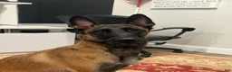 Belgian Malinois dogs for sale: Belgian Malinois 8 - Ad 2