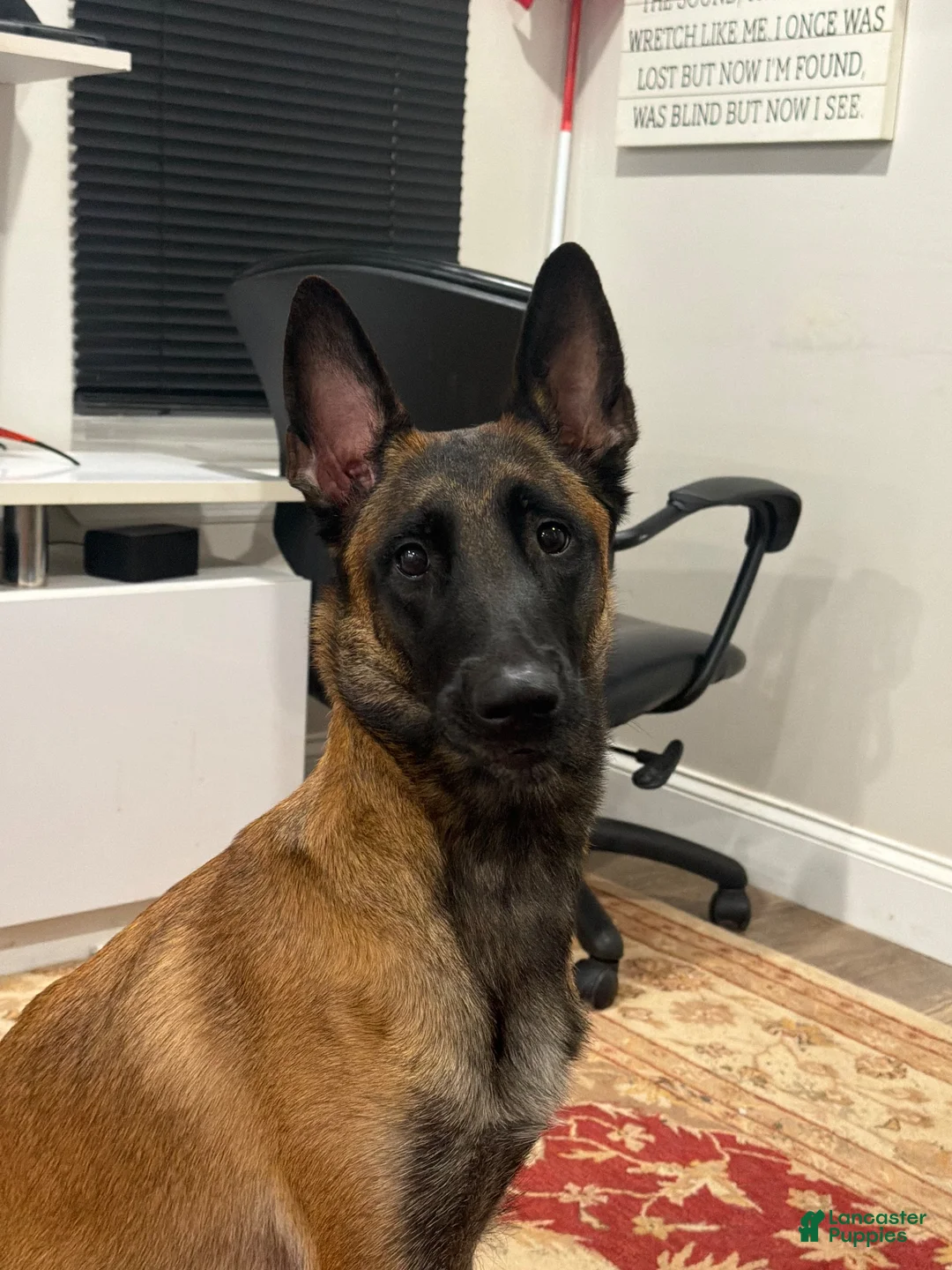 Belgian Malinois dogs for sale: Belgian Malinois 8 - Ad 2