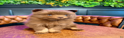 Pomsky dogs for sale: Spring - Ad 5