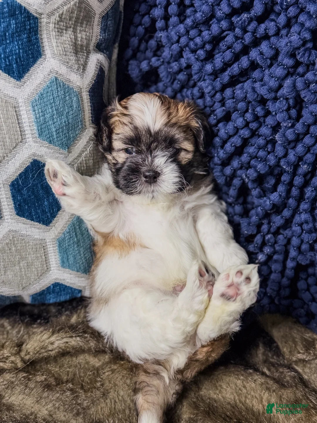 Teddy Bear dogs for sale: Teddy Bear 2 - Ad 1