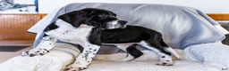 Great Dane dogs for sale: Cookie - Ad 11