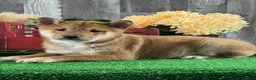Shiba Inu dogs for sale: Indian  - Ad 2