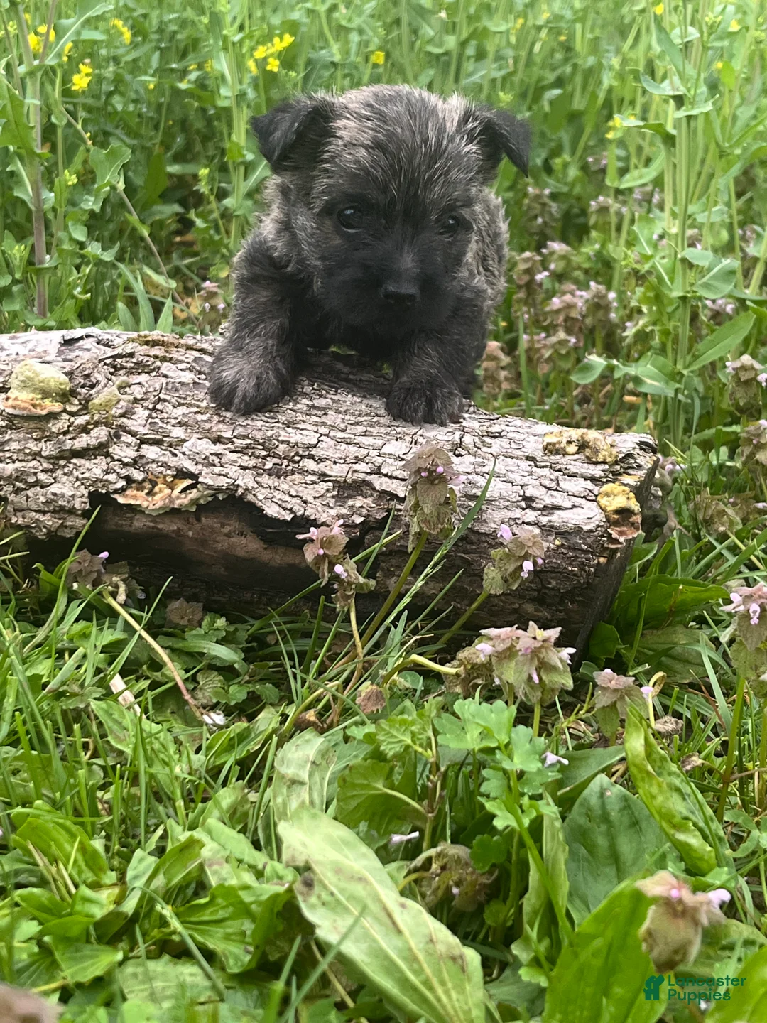 Cairn Terrier dogs for sale: Ellie - Ad 5