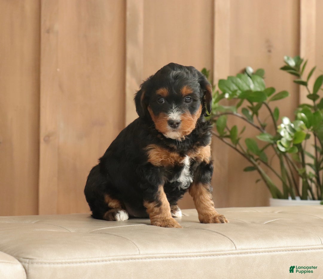 Mini Bernedoodle dogs for sale: Max - Ad 3