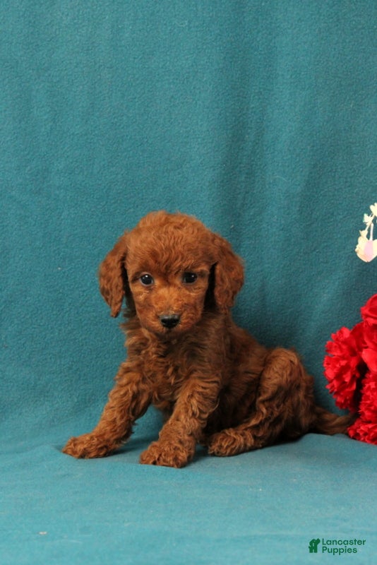 Mini Goldendoodle dogs Odelia - Ad 2