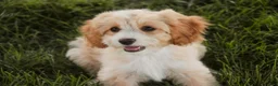 Mixed Breed dogs for sale: Tinker Bell MUNCHKIN BERNEDOODLE - Ad 7