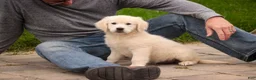 Golden Retriever dogs for sale: Norah - Ad 6