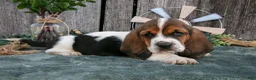 Basset Hound dogs for sale: Gracie - Ad 2