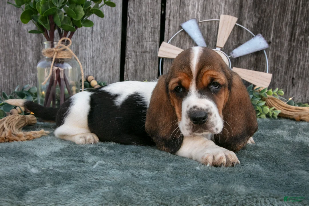 Basset Hound dogs for sale: Gracie - Ad 2