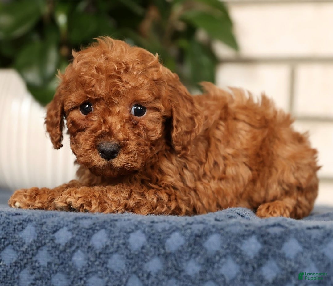 Bichpoo dogs for sale: Finn - Ad 3