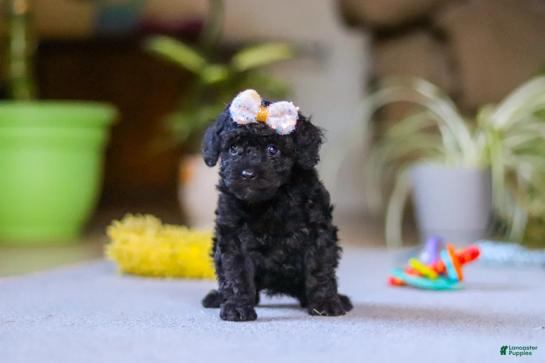 Miniature Poodle dogs for sale: Sienna - Ad 2