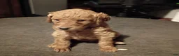 Goldendoodle dogs for sale: Purple  - Ad 8