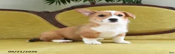 Welsh Corgi Pembroke dogs for sale: Callie - Ad 9