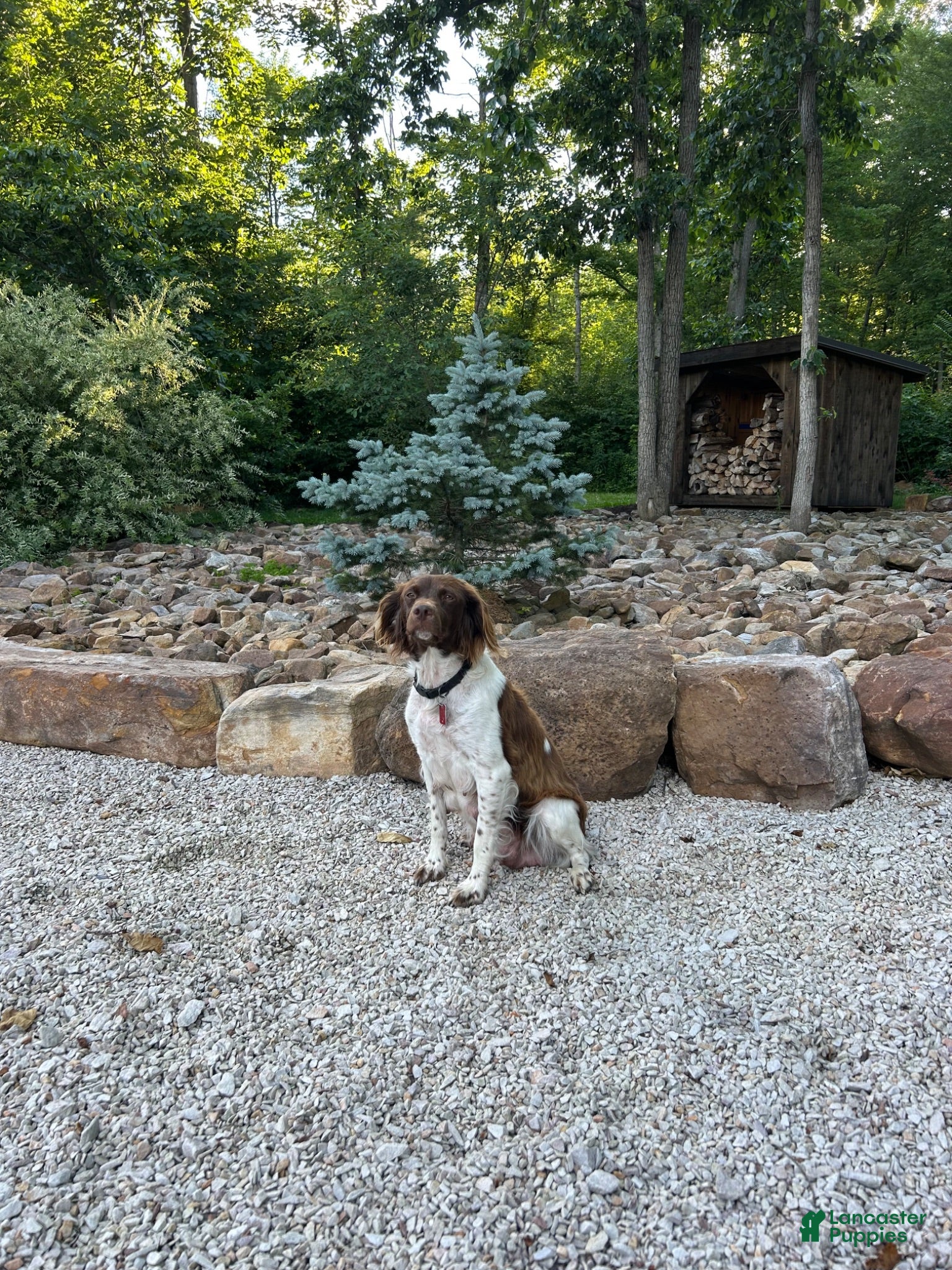 Brittany Spaniel dogs Victory  - Ad 2