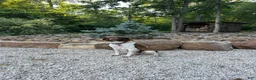 Brittany Spaniel dogs for sale:  Victor - Ad 2
