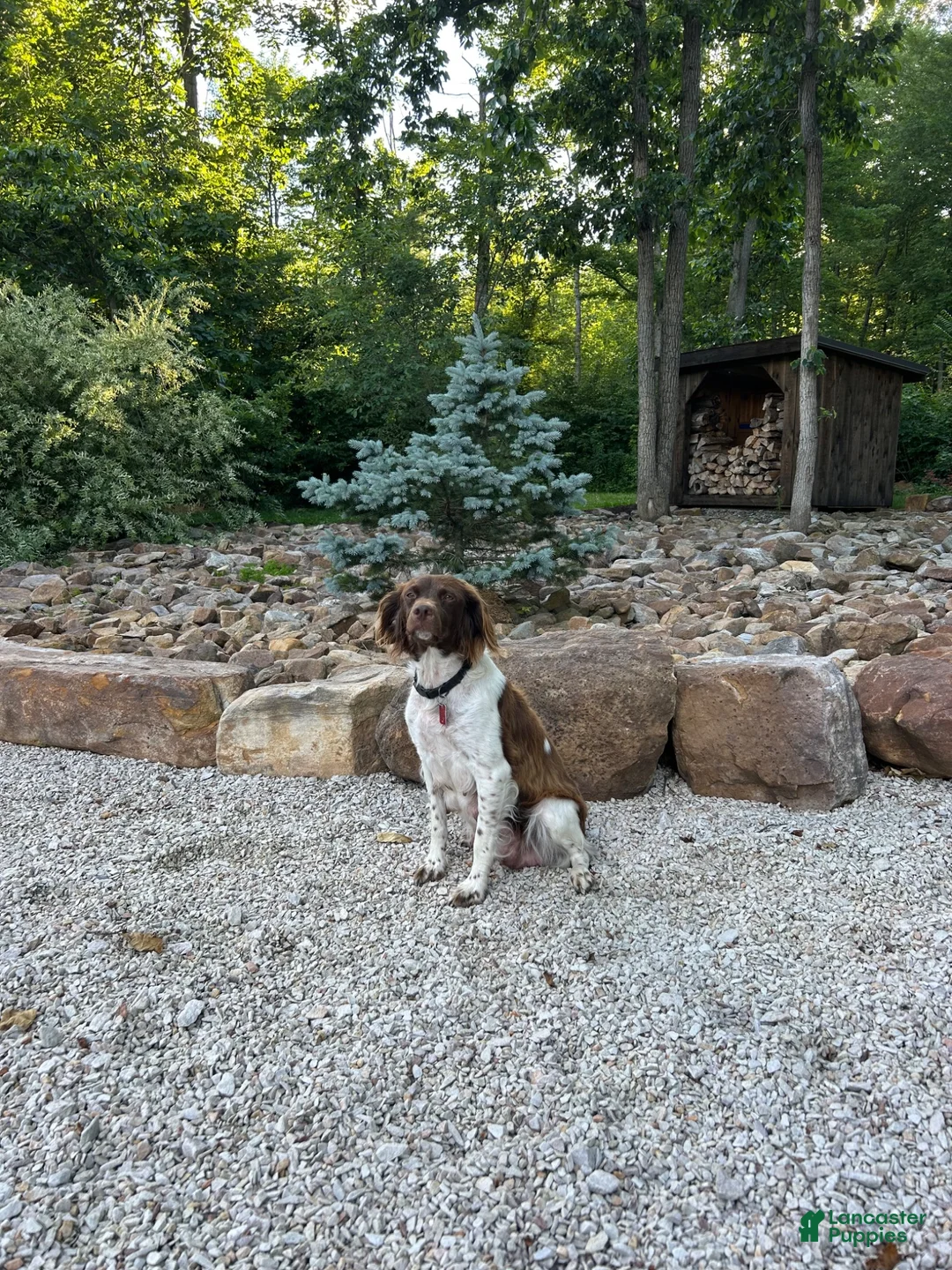 Brittany Spaniel dogs for sale:  Victor - Ad 2