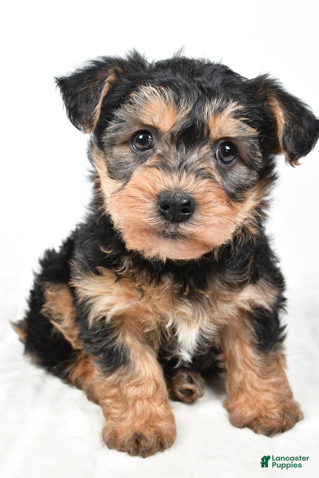 Morkie dogs for sale: Noah - Ad 5