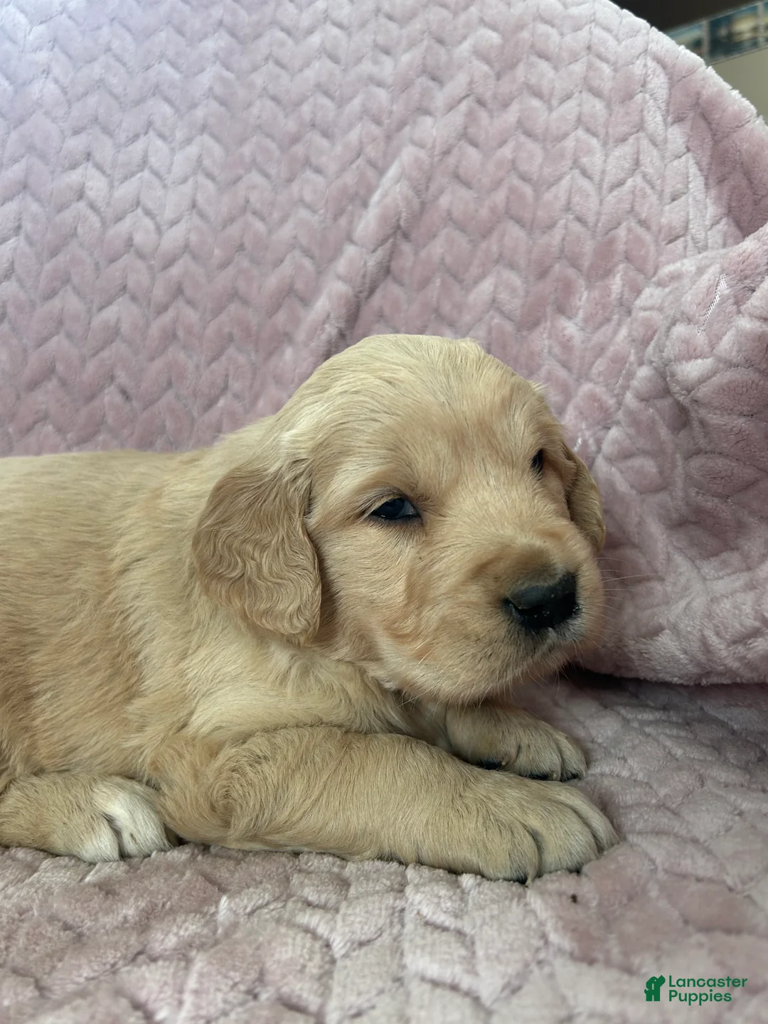 Golden Retriever dogs for sale: Muffin - Ad 10