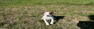 Jack Russell Terrier Boy 1