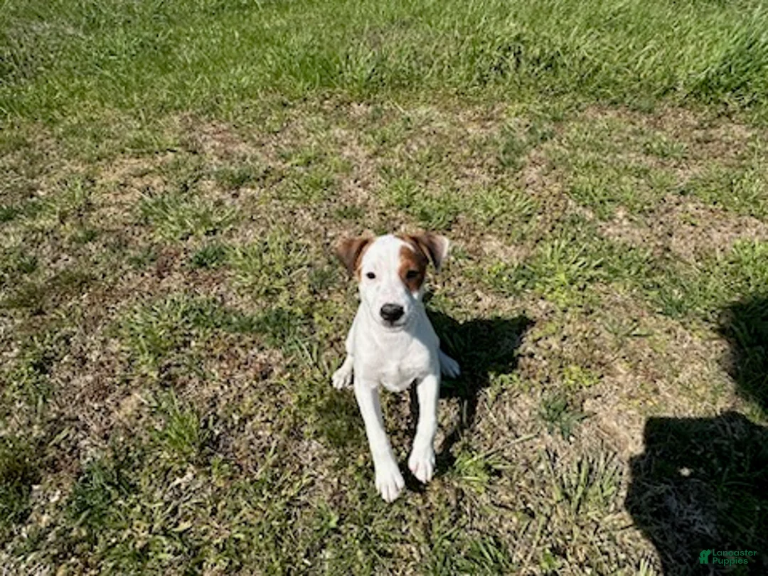 Jack Russell Terrier dogs for sale: Jack Russell Terrier Boy 1 - Ad 1