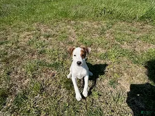 Jack Russell Terrier dogs for sale: Jack Russell Terrier Boy 1 - Ad 3