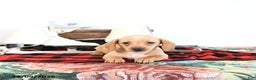 Miniature Dachshund dogs for sale: Benny - Ad 12