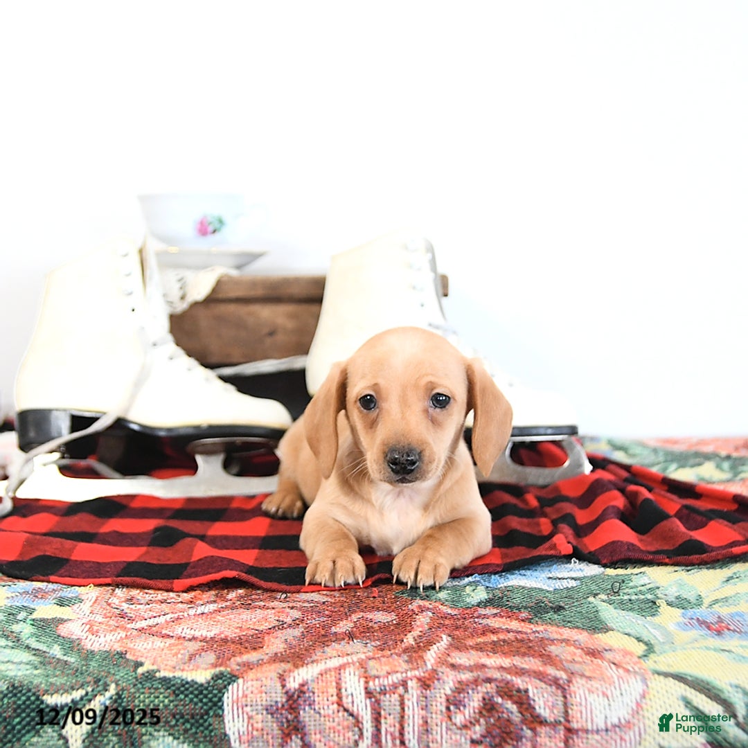 Miniature Dachshund dogs for sale: Benny - Ad 12