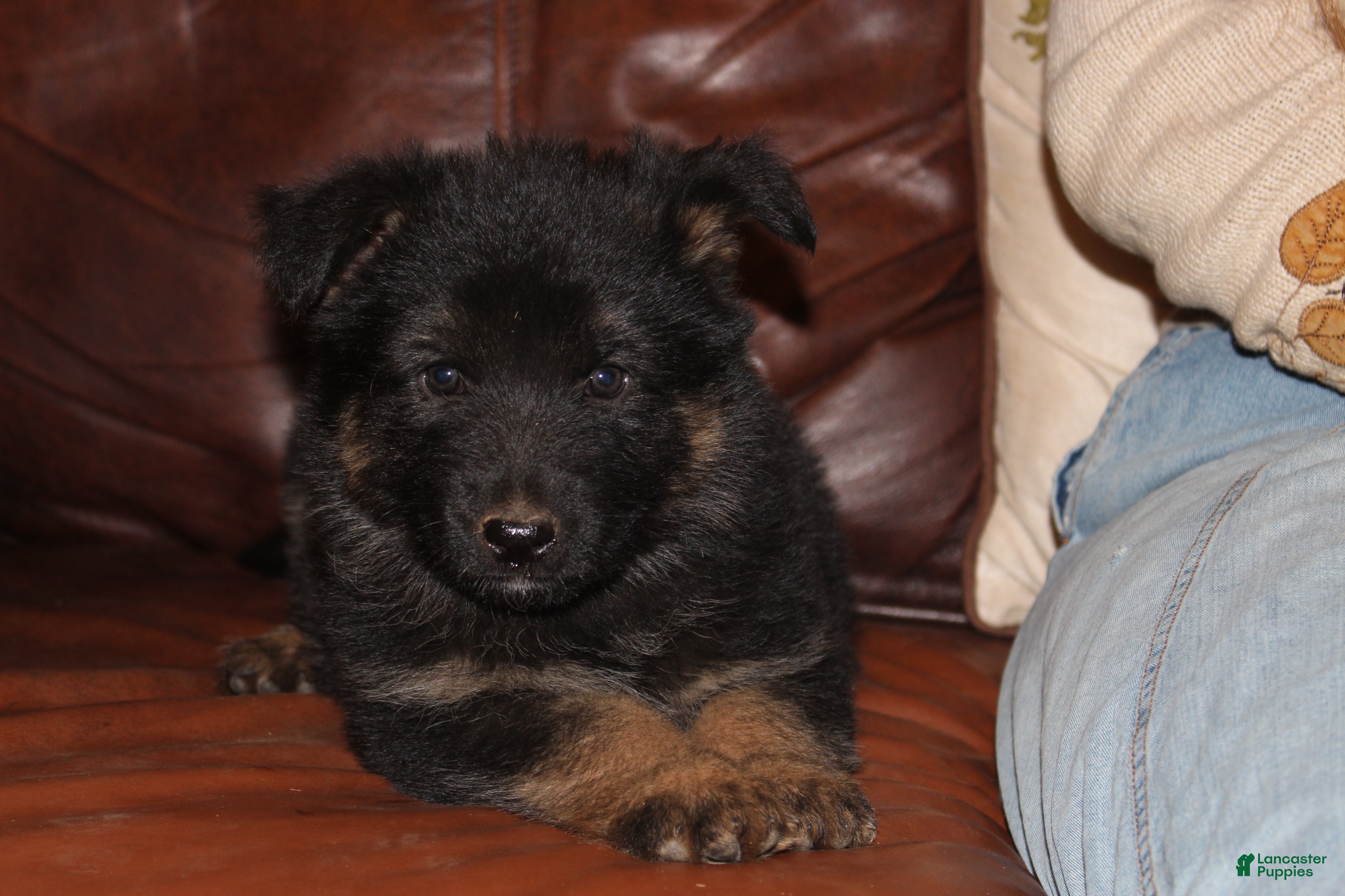 Connie, German Shepherd