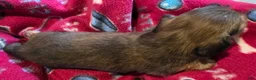 Miniature Dachshund dogs for sale: Tilly - Ad 3