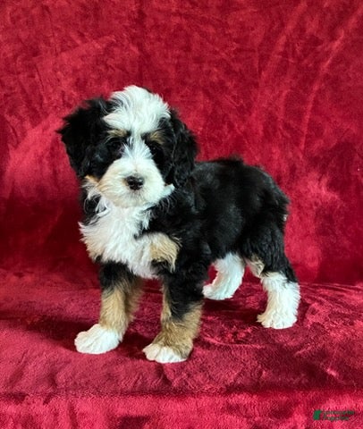 Mini Bernedoodle dogs Bella - Ad 1