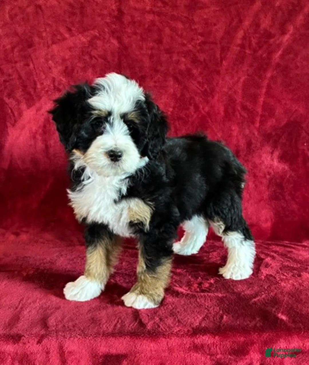 Mini Bernedoodle dogs for sale: Bella - Ad 1